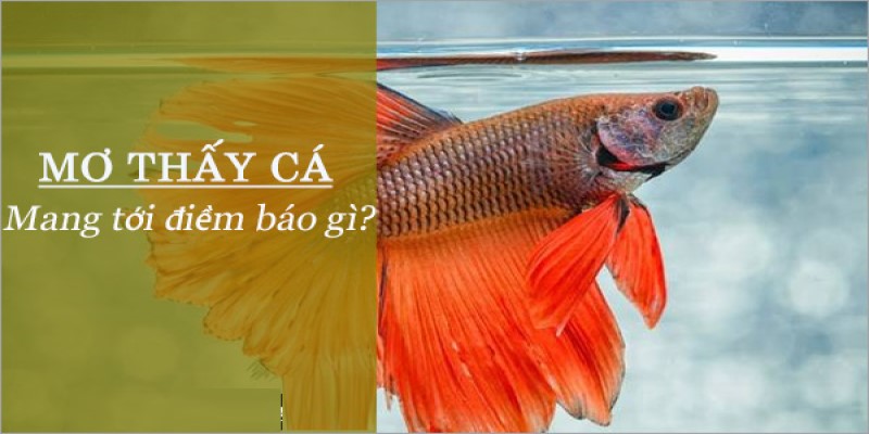 Giải Đáp Thắc Mắc Lô Đề Ngủ Mơ Thấy Cá Đánh Số Mấy