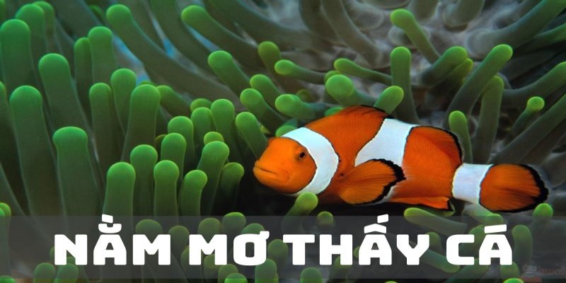 Ngủ mơ thấy cá đánh số mấy, lý giải lô đề hay