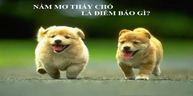 Ngủ Mơ Thấy Chó Đánh Số Mấy? Ý Nghĩa Khi Chiêm Bao Thấy Chó