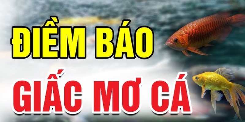 Những bí ẩn đằng sau việc ngủ mơ thấy cá đánh số mấy